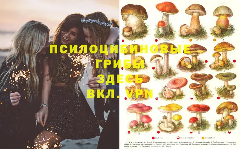 Галлюциногенные грибы Psilocybe  Кизел 